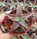 3" Aloe Christmas Carol